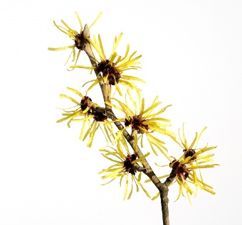 Witch hazel as part of the tools