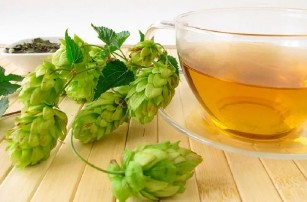 The decoction of hops